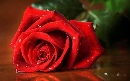 玫瑰自摇曳,探寻自然之美与生命之韵